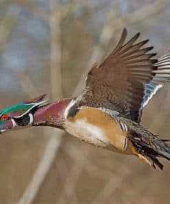 wood-duck-paint-by-numbers