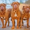 Three Dogue de Bordeaux Paint by numbers