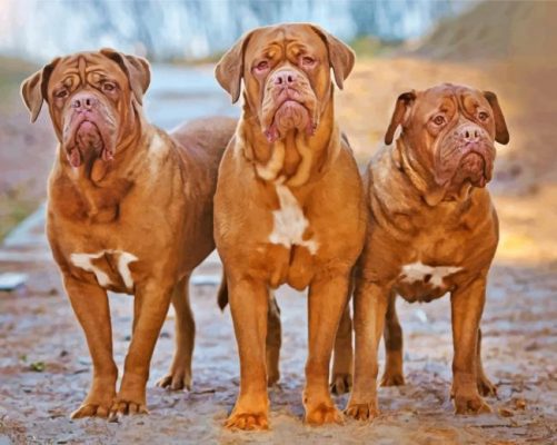 Three Dogue de Bordeaux Paint by numbers