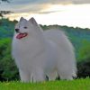 American-Eskimo-paint-by-numbers
