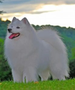 American-Eskimo-paint-by-numbers