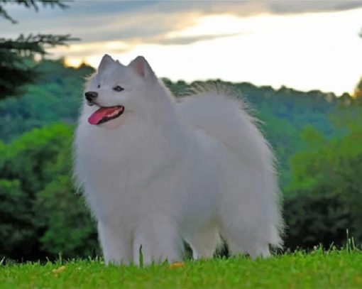 American-Eskimo-paint-by-numbers