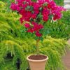Bougainvillea Plant Paint by numbers