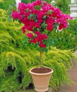 Bougainvillea Plant Paint by numbers