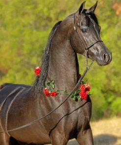 Arabian Horse - Paint By Numbers