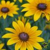 Blossom Black Eyed Susan paint by numbers