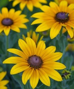 Blossom Black Eyed Susan paint by numbers