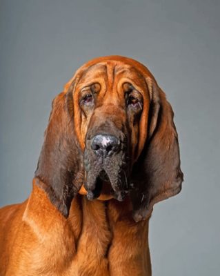Bloodhound Dog Paint by numbers