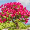Bougainvillea Bonsai Paint by numbers
