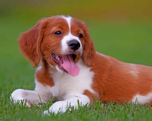 Brittany Spaniel Paint by numbers