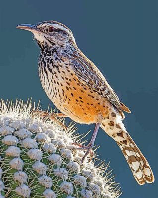 Cactus Wren Paint by numbers