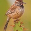 Wren Desert Bird Paint by numbers
