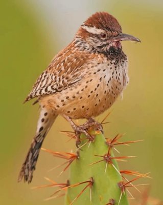 Wren Desert Bird Paint by numbers