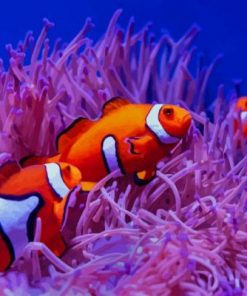 Clownfishes Paint by numbers