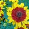 Coreopsis Tinctoria Paint by numbers