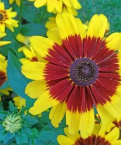Coreopsis Tinctoria Paint by numbers