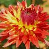 Dahlia Flower Paint by numbers