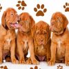Dogue de Bordeaux Pets Paint by numbers
