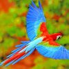 Flying Colorful Scarlet Macaw Paint by numbers