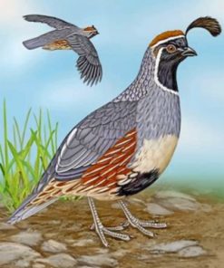 Gambel's Quail Paint by numbers