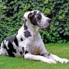 Great Dane Paint by numbers