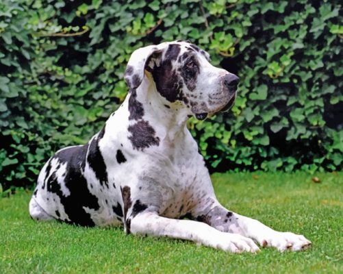 Great Dane Paint by numbers