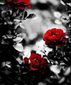 Red Roses In black paint by numbers