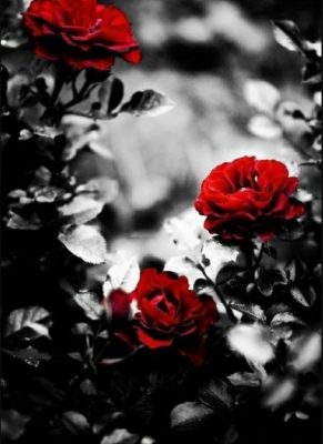 Red Roses In black paint by numbers