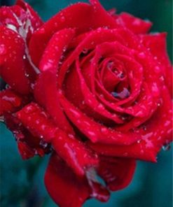 Shiny Red Roses Paint by numbers