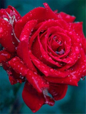 Shiny Red Roses Paint by numbers