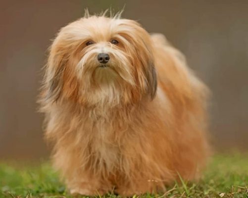 Havanese Dog Paint by numbers