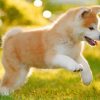 Japanese Akitainu Puppy Paint by numbers