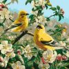 Goldfinch Birds Paint by numbers