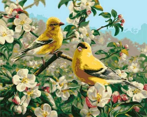 Goldfinch Birds Paint by numbers