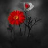 RedandWhiteFlowersInDark
