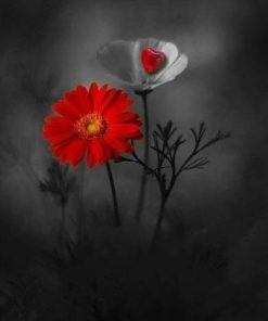 RedandWhiteFlowersInDark