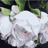 SDOYUNO-40x50-cm-peinture-l-huile-sans-cadre-par-num-ros-fleurs-peinture-acrylique-par-num-1.jpg_640x640_20e056de-f19e-4f85-908a-317fb209f86f-1