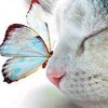 Cat And Butterfly Paint by numbers