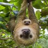 Sloth Family Paint paint by numbers