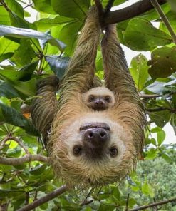Sloth Family Paint paint by numbers