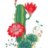 Succulents And Red Roses Paint by numbers