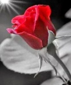 Wonderful Morning Red Rose paint by numbers