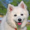 adorable-american-eskimo-dog-paint-by-number