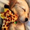 Adorable Golden Retriever Paint by numbers