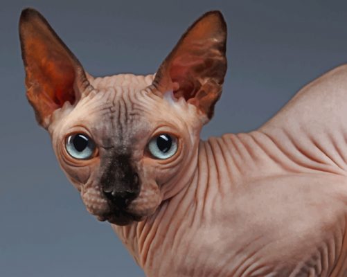 Adorable Sphynx Cat Paint by numbers