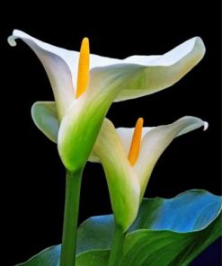 Aesthetic Arum Lilies Paint by numbers