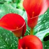 Aesthetic Arum Lilies paint by numbers
