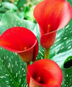Aesthetic Arum Lilies paint by numbers
