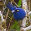 Aesthetic Deep Blue Bird Paint by numbers