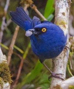 Aesthetic Deep Blue Bird Paint by numbers